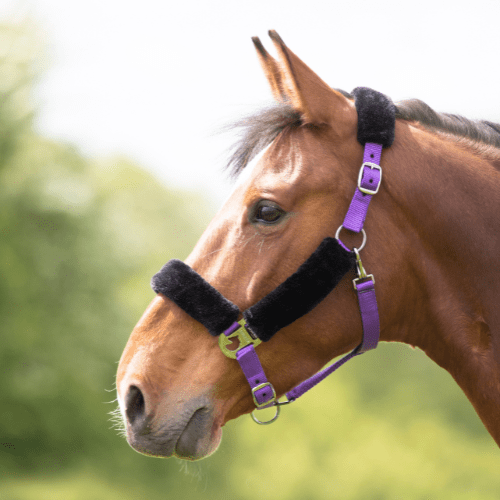 ARMA Fleece Lined Halter