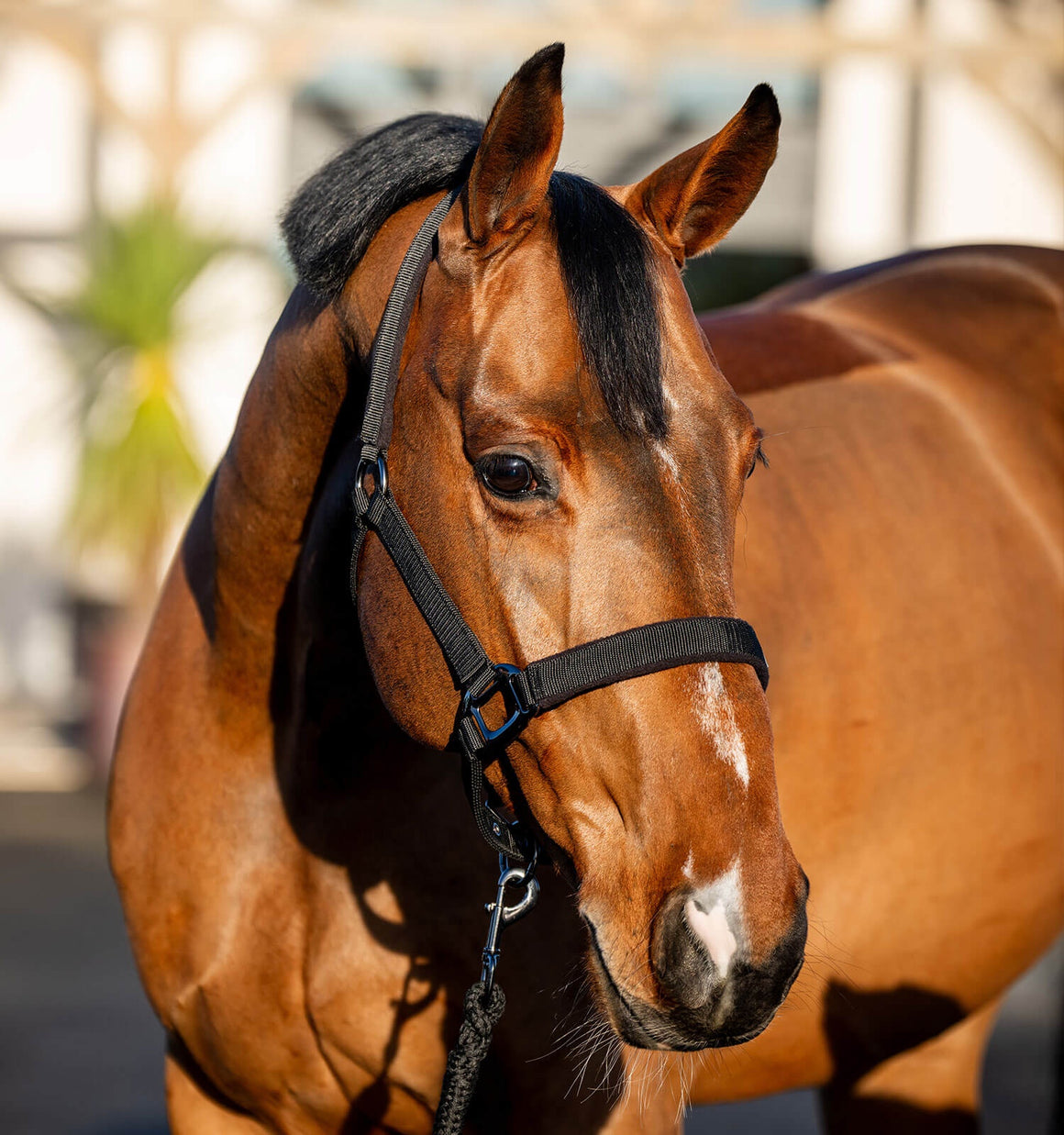 Horseware Amigo Headcollar and Leadrope