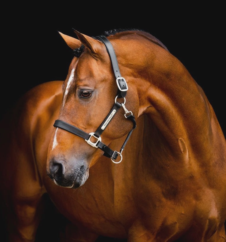 Horseware Signature Leather Headcollar