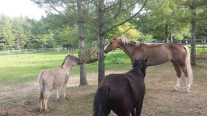 Purely Ponies Heavy Duty 1-1/2"  Slow Feeders
