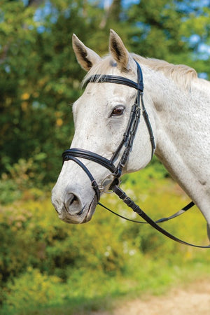 Avignon Louisville Bridle