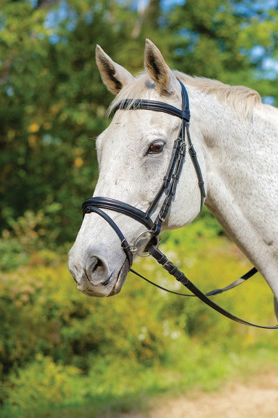 Avignon Louisville Bridle