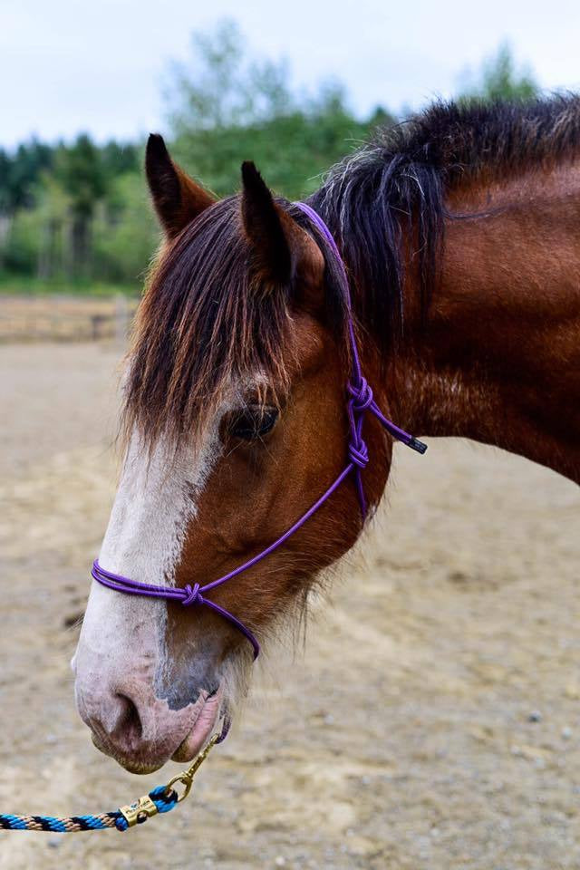 Burwash Marine Line Rope Halter