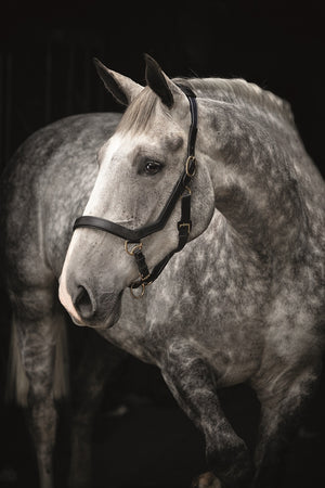 Horseware Rambo Micklem Headcollar