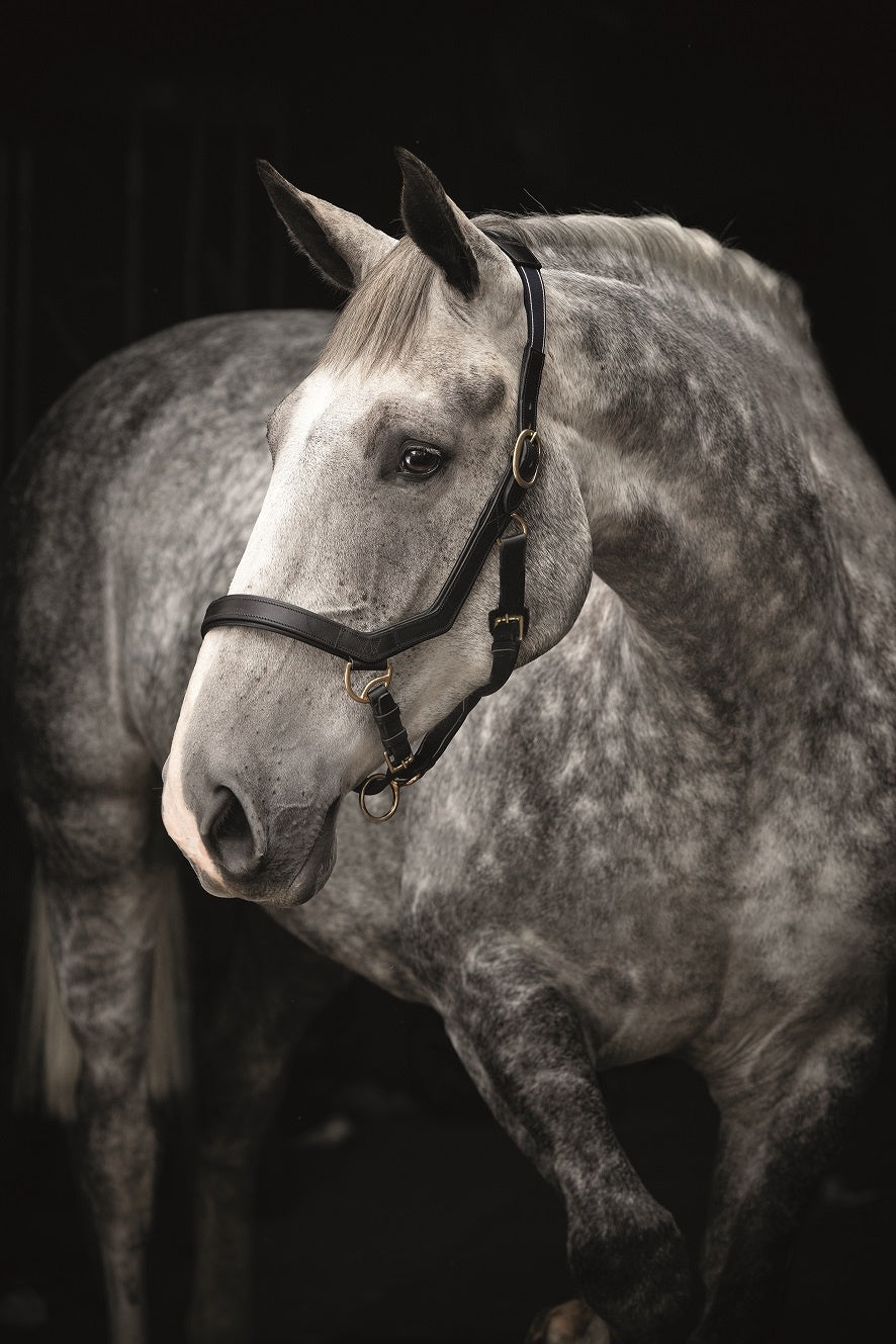 Horseware Rambo Micklem Headcollar