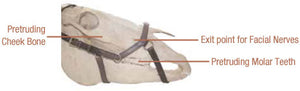 Horseware Rambo Micklem MultiBridle with Reins