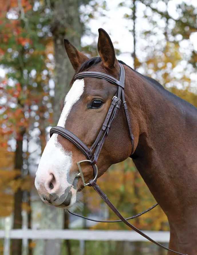 Shires Avignon Ocala Bridle