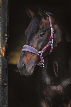 Horseware Rambo Padded Halter