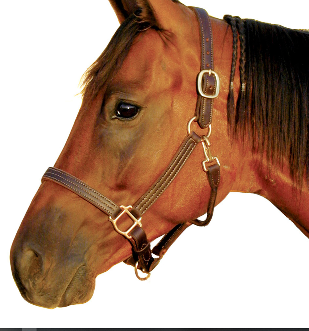 Deluxe 1 Triple Stitched Leather Halter - Summerside Tack and