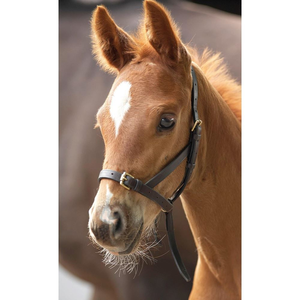 Shires Leather Foal Slip