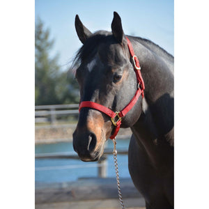 Hamilton Non-Adjustable 1" Halter